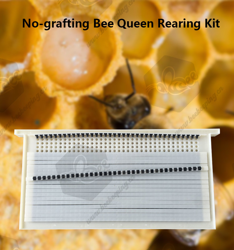 No Grafting Queen Rearing Kit